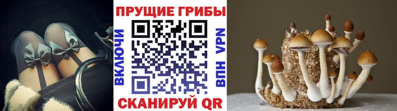 Галлюциногенные грибы Cubensis  Тосно 